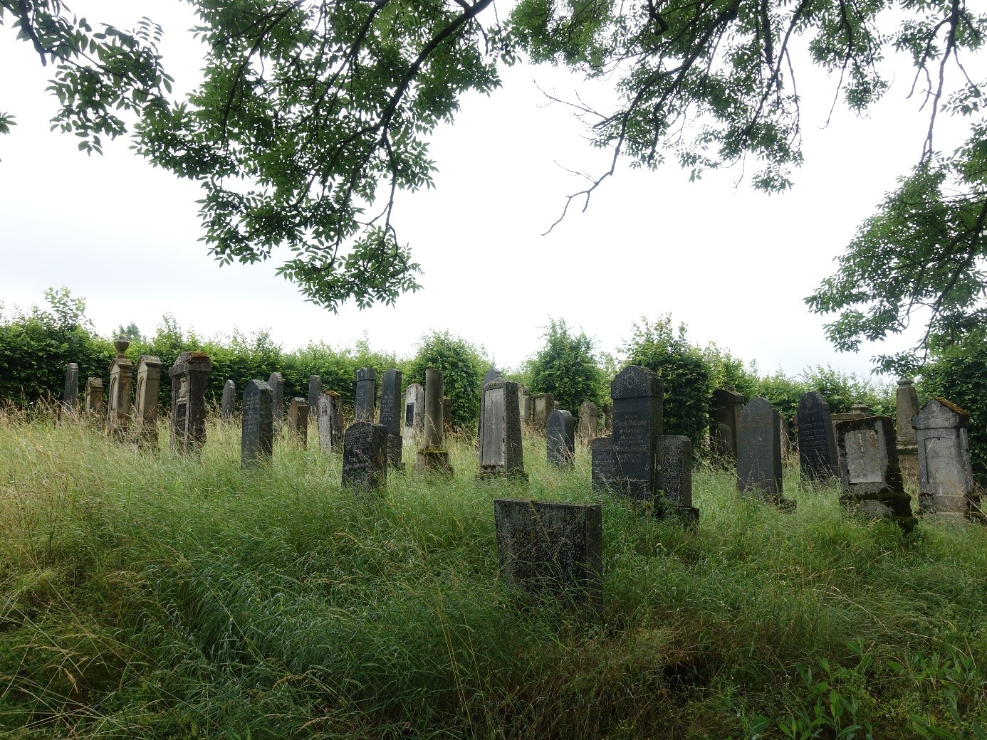  Alte Grabsteine auf dem jüdischen Friedhof in Berwangen - das Bild wird mit Klick vergrößert 