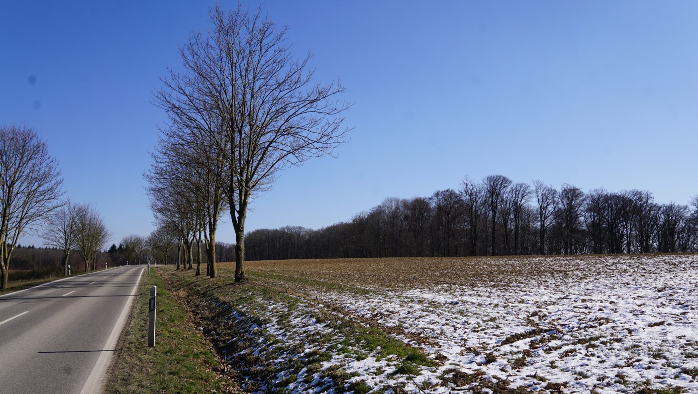  Rechts nebender Straße ist eine Baumreihe sowie ein angrenzendes Feld zu sehen. Die Erde ist leicht mit Schnee bedeckt. Im Hintergrund ist Wald zu sehen. - Das Bild wird mit Klick vergrößert 