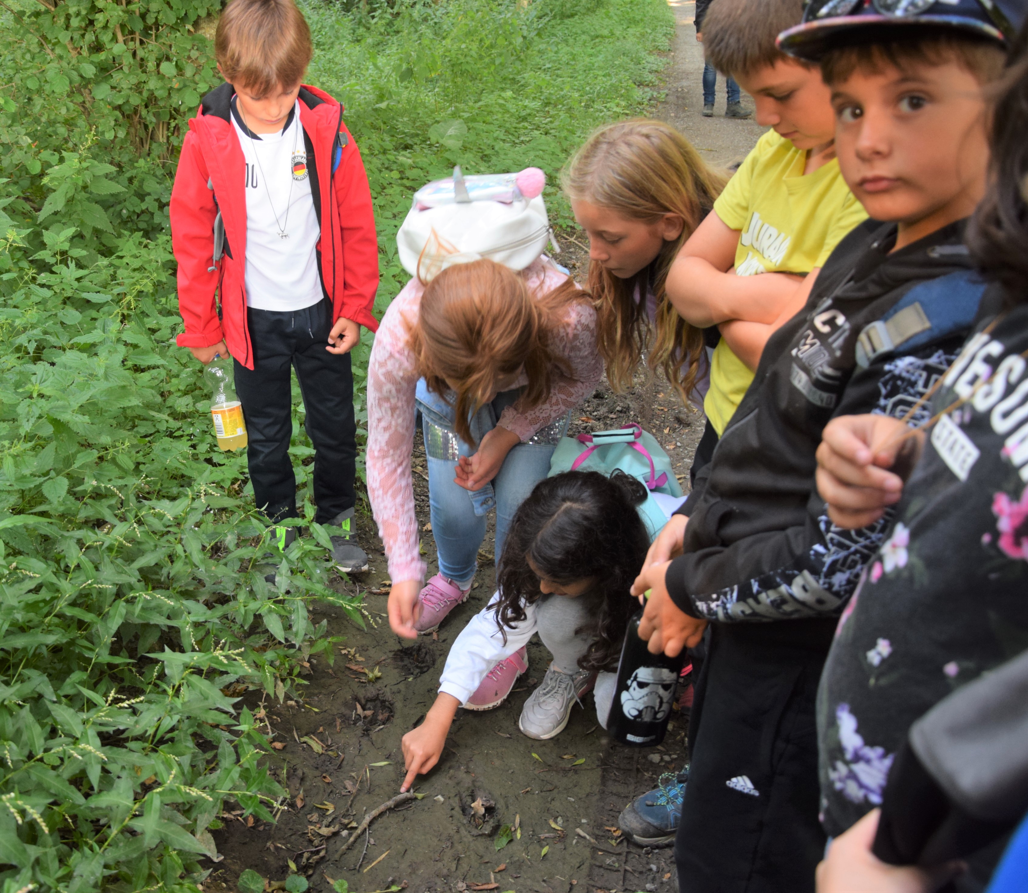  Die Kinder untersuchen die Fußspuren eines Tieres auf dem Waldboden - Das Bild wird mit Klick vergrößert 